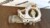 Корпус термостата - Iveco Astra 6x6 (Astra) (504238777) - c17800-09