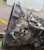 Картер сцепления - Renault Premium 6х2 (Premium) (5001864718) - c14102-01